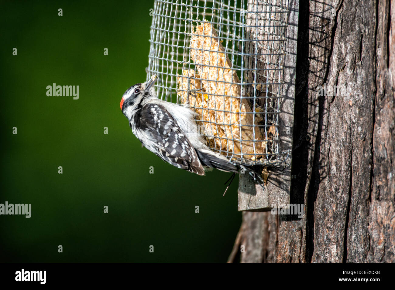 Le Pic mineur mâle accroché à suet alimenteur en arbre. Banque D'Images