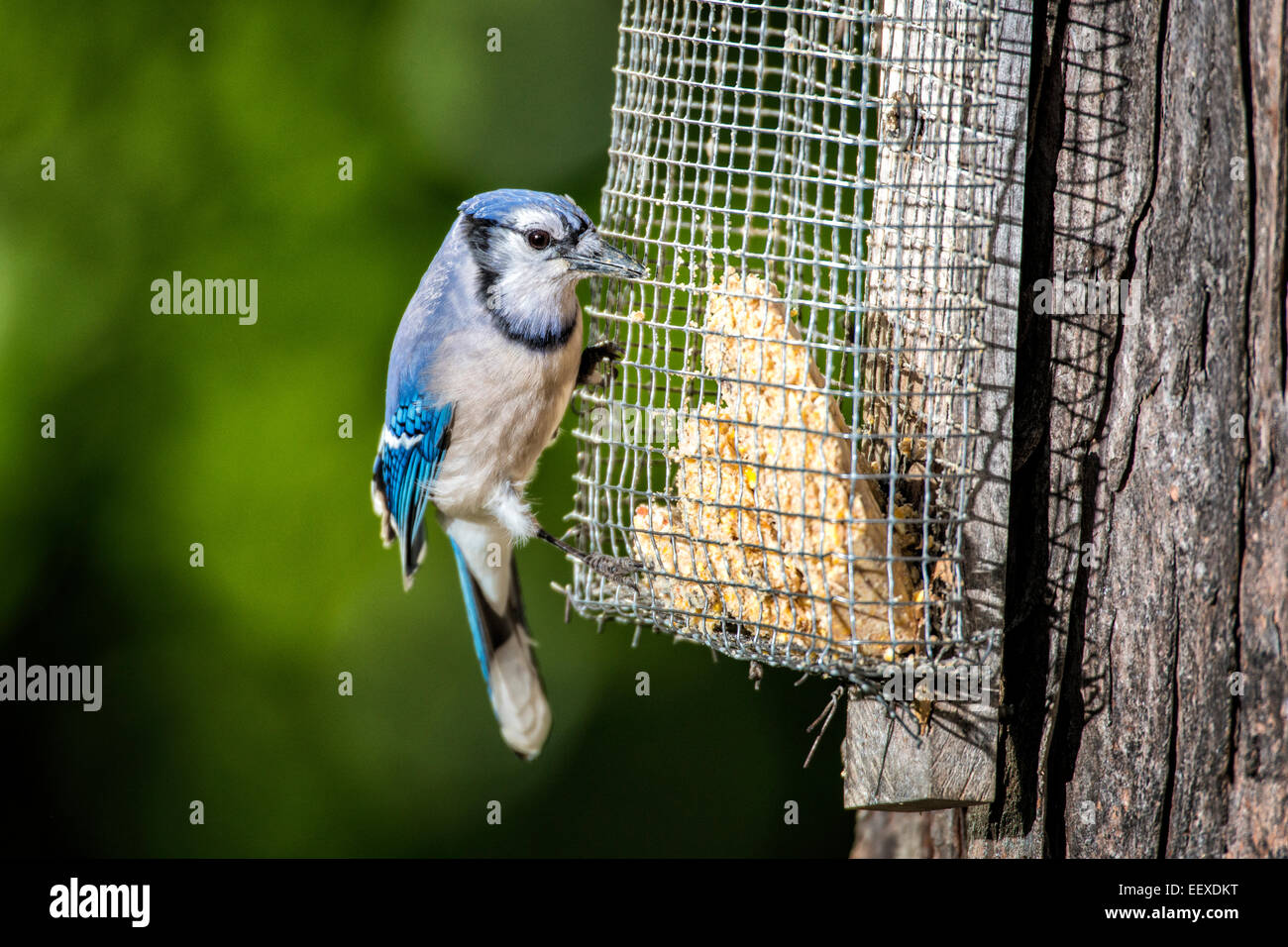 Geai bleu perché sur un arbre monté suet d'alimentation. Banque D'Images