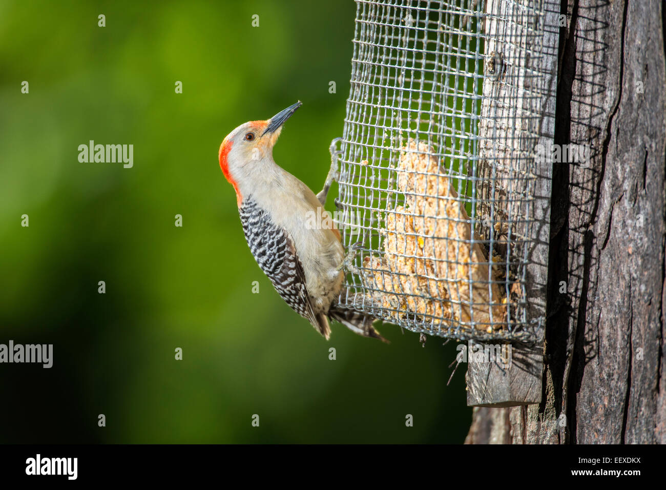 À ventre roux femelle se nourrissant de suet attaché à l'arbre. Banque D'Images