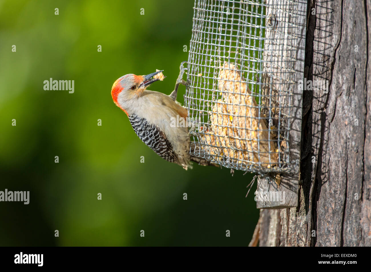 À ventre roux femelle se nourrissant de suet attaché à l'arbre. Banque D'Images