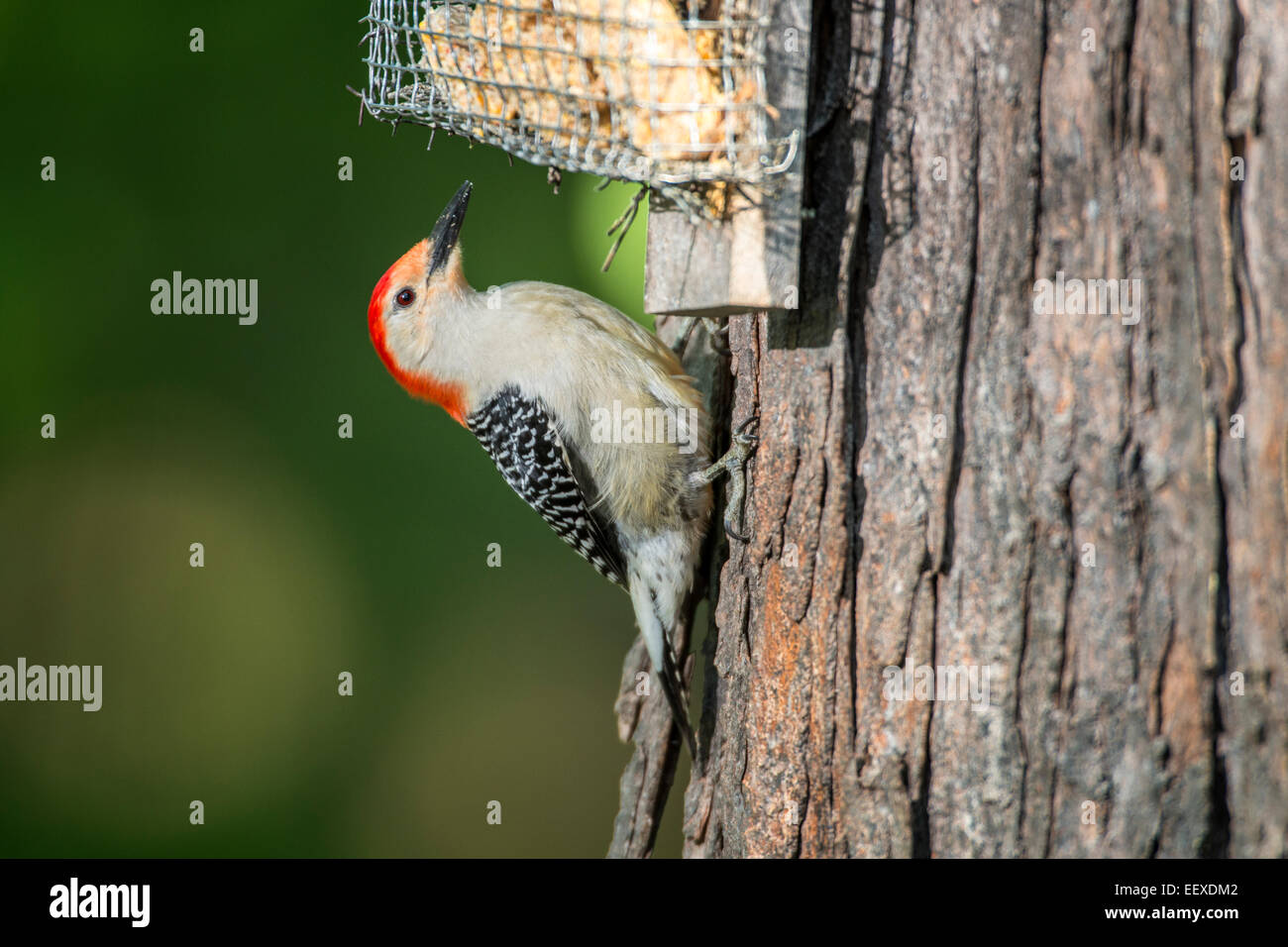 À ventre roux femelle se nourrissant de suet attaché à l'arbre. Banque D'Images