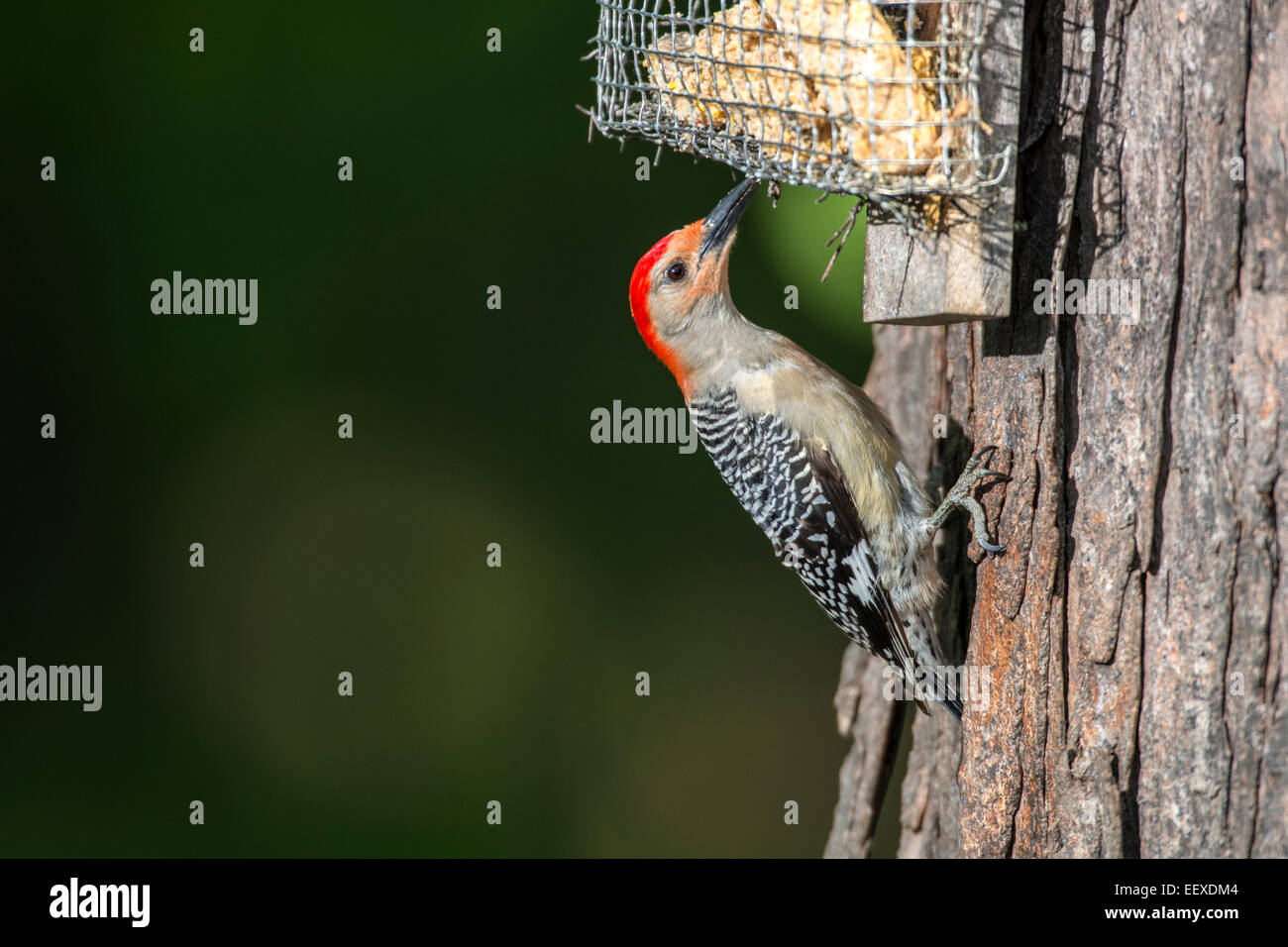 À ventre roux femelle se nourrissant de suet attaché à l'arbre. Banque D'Images