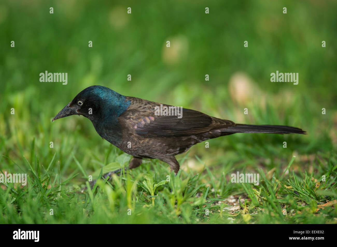 Mainate mâle de nourriture dans l'herbe verte. Banque D'Images