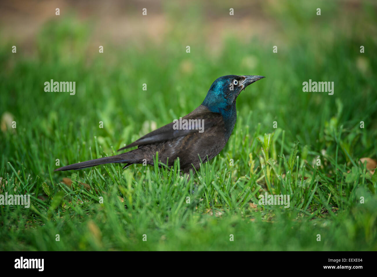 Mainate mâle de nourriture dans l'herbe verte. Banque D'Images