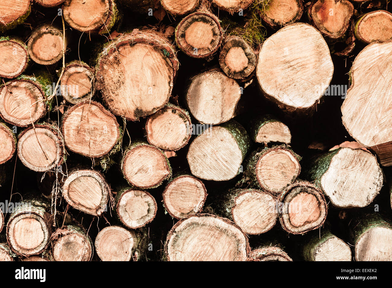 Grumes en bois. L'exploitation du bois en forêt d'automne. Journaux d'arbre fraîchement coupé accumulé comme texture de fond Banque D'Images