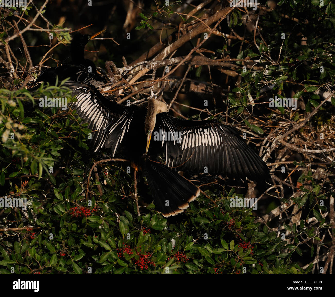 Anhinga (Anhinga anhinga) à la brousse de la Venise Rookery en Floride Centrale, Amérique latine, USA Banque D'Images