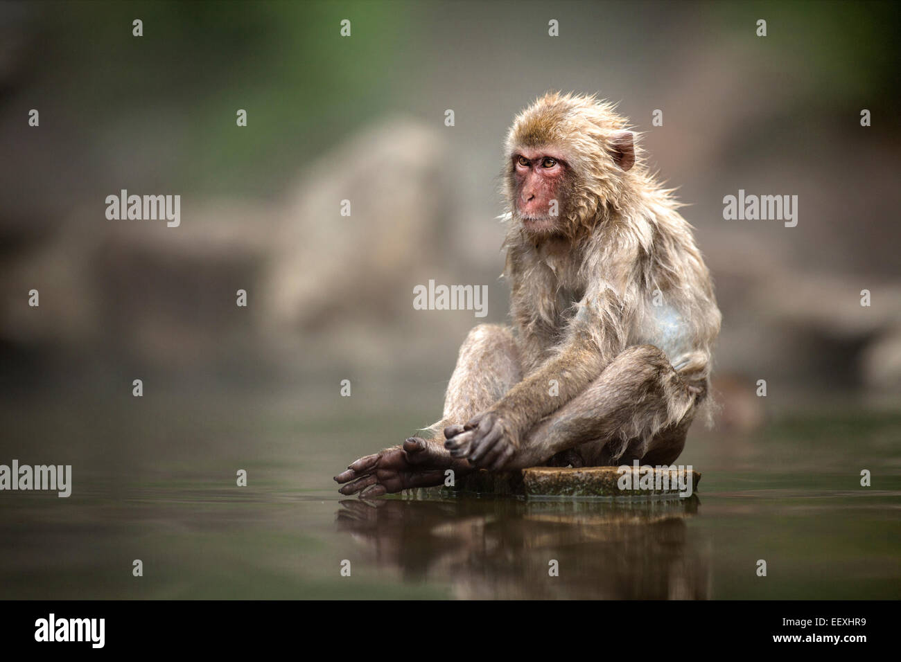 Macaque japonais Banque D'Images