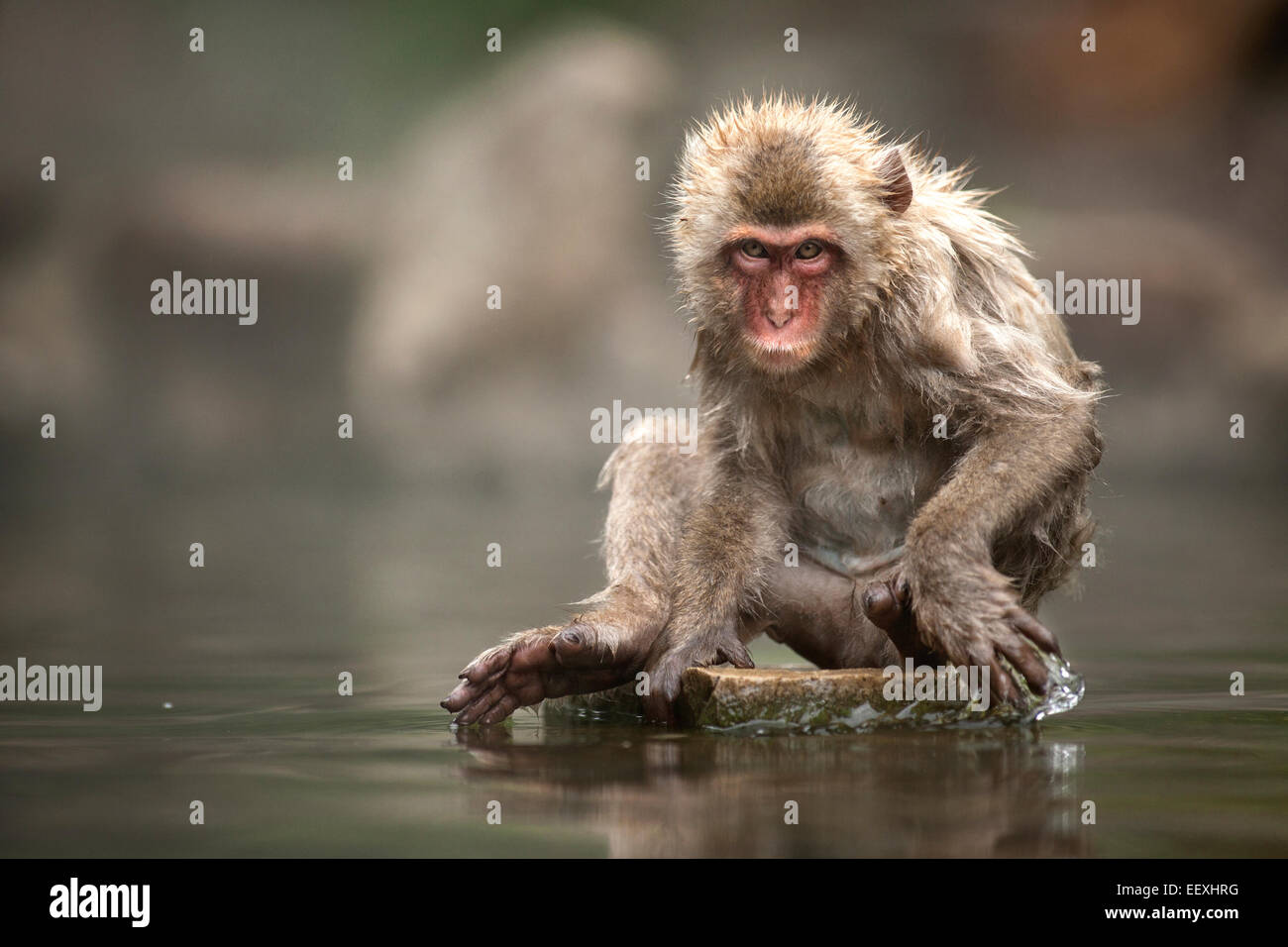 Macaque japonais Banque D'Images