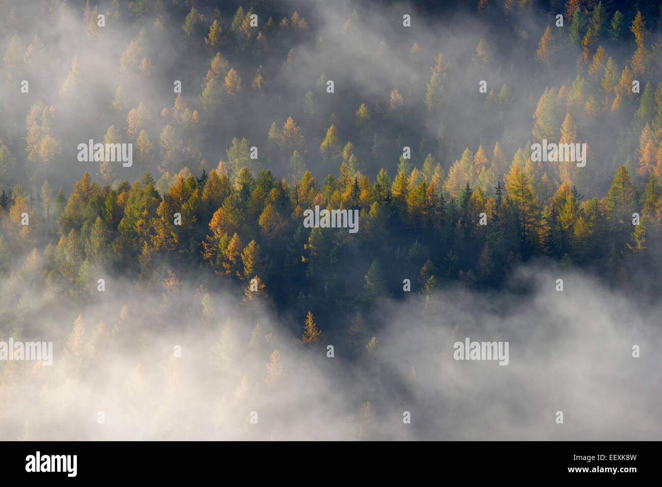 Brouillard sur la forêt de montagne avec couleur d'automne des mélèzes (Larix decidua), Parc National du Gran Paradiso, Valle di Cogne, Piémont Banque D'Images