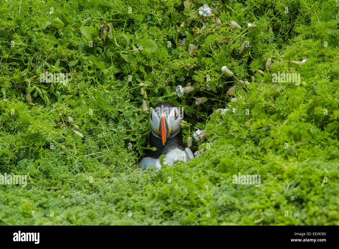 Macareux moine (Fratercula arctica), l'île de Skomer, Galles, Royaume-Uni Banque D'Images