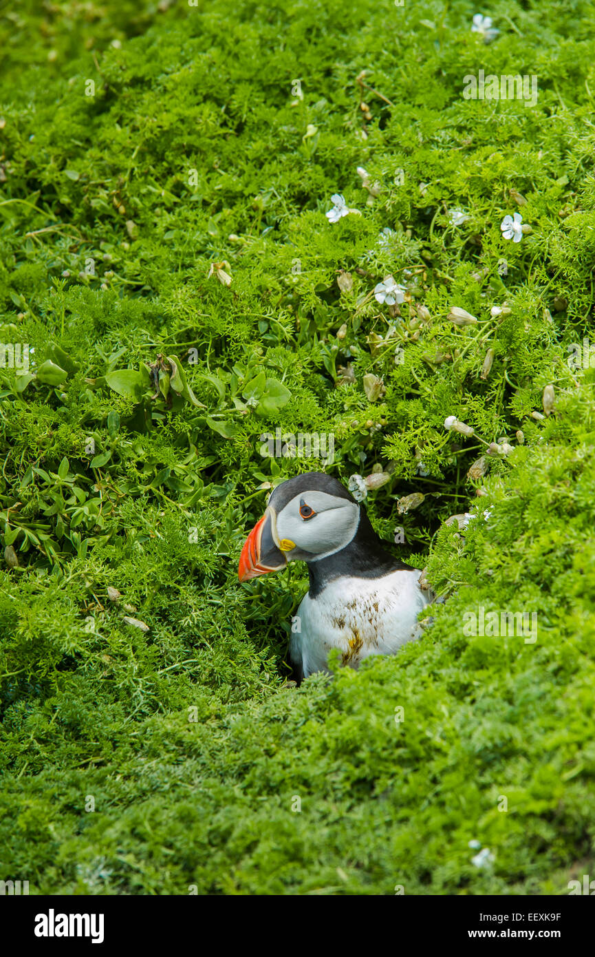 Macareux moine (Fratercula arctica), l'île de Skomer, Galles, Royaume-Uni Banque D'Images