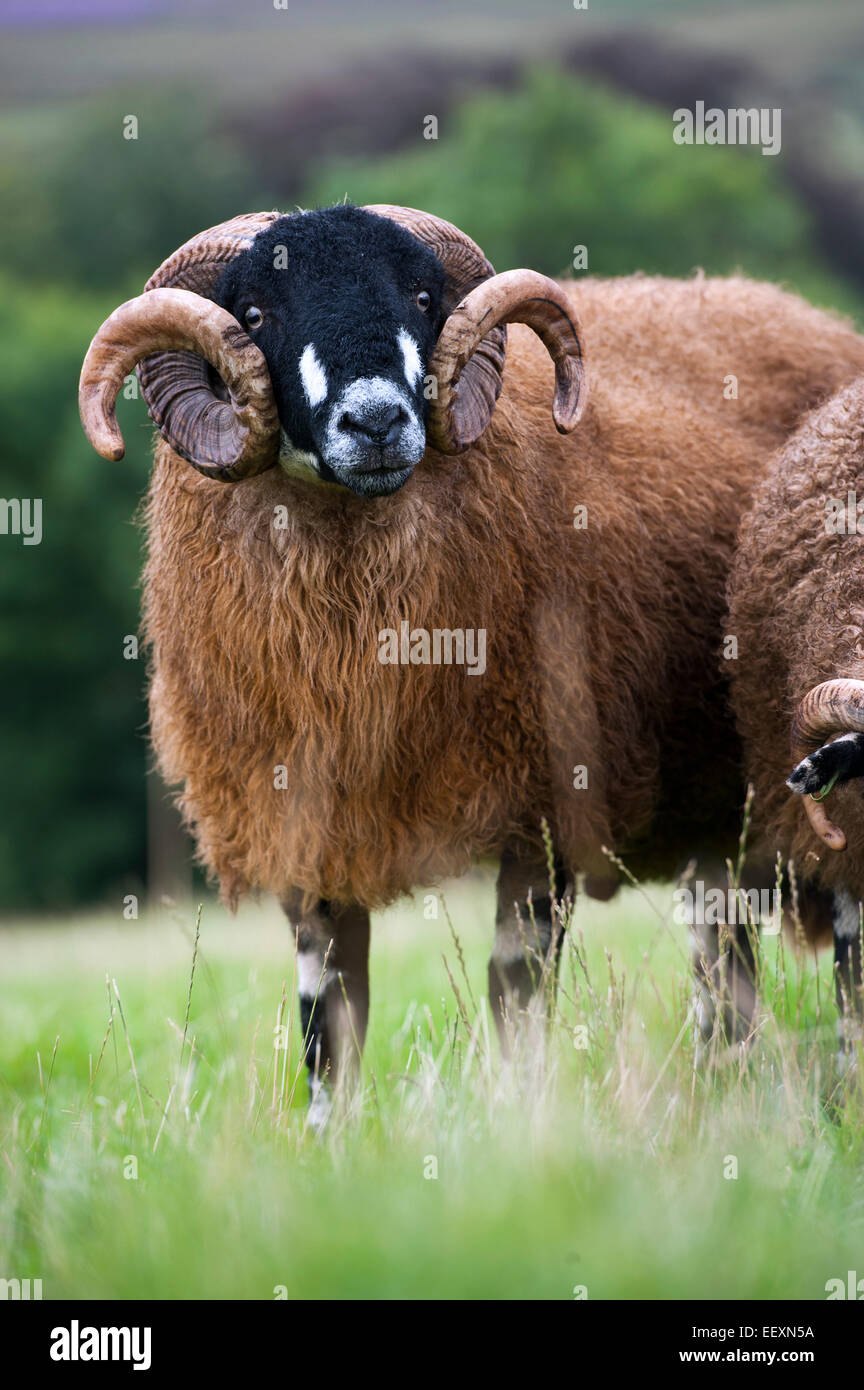 Ram Dalesbred dans le champ. North Yorkshire, UK. Banque D'Images