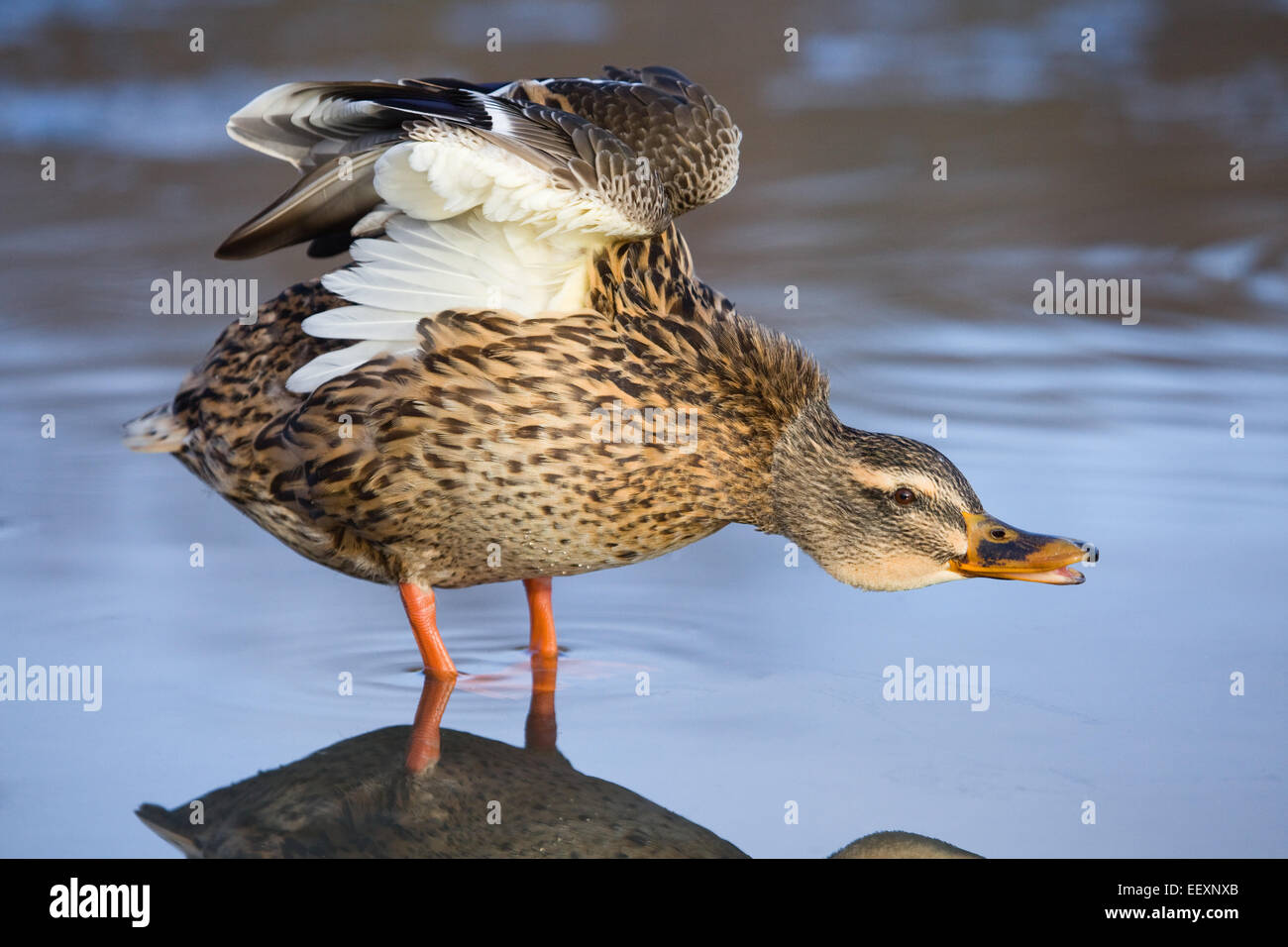 Canard colvert (Anas platyrhynchos) sur un étang au Royaume-Uni en hiver. Janvier 2015. Banque D'Images
