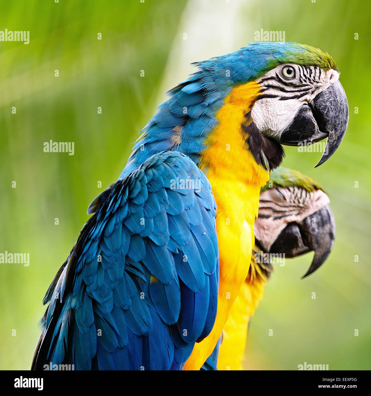 De couleur bleu et or Ara de volière, face et profil face Banque D'Images