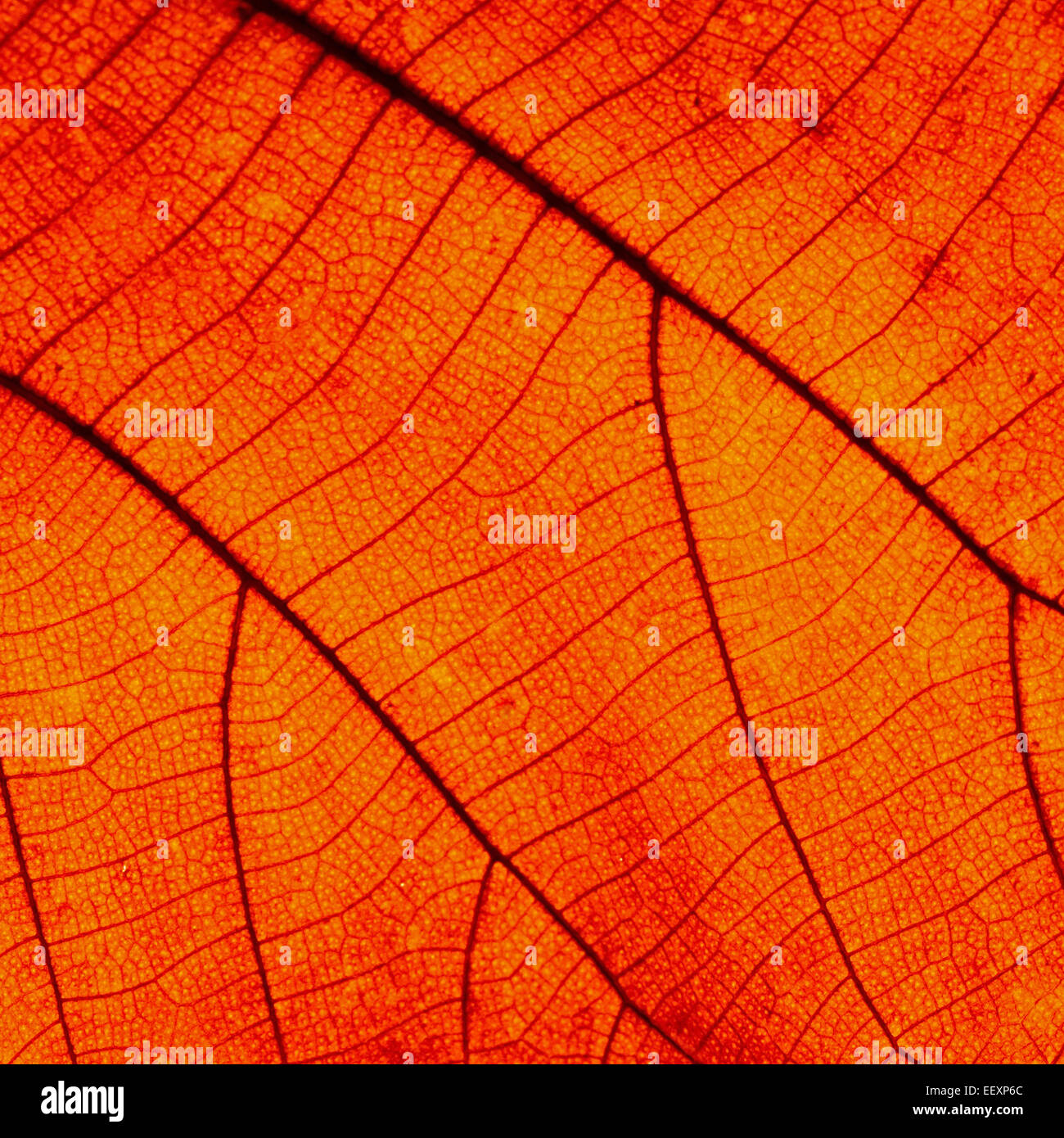 Texture de fond abstrait rouge Banque D'Images