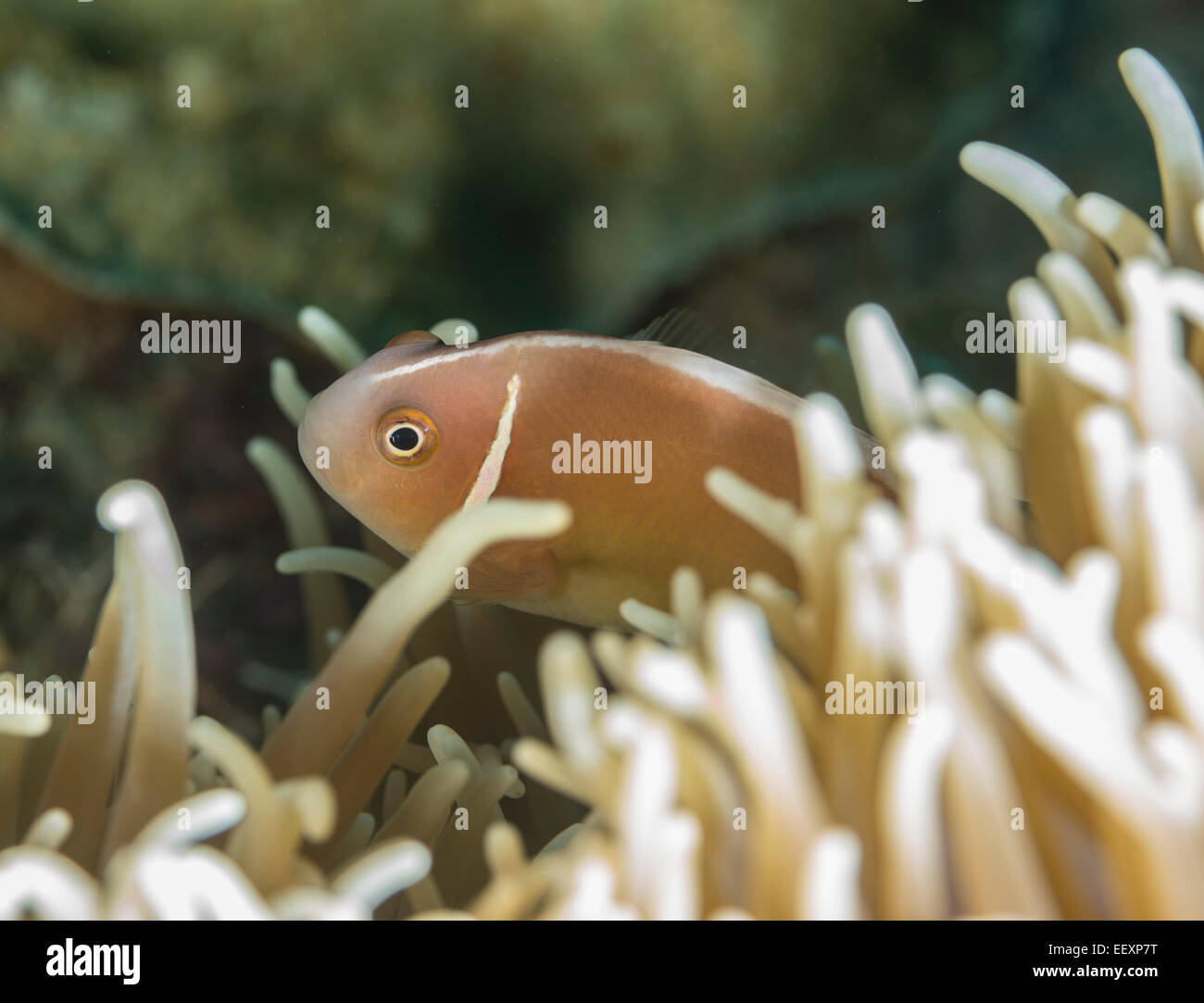 Poisson clown rose caché dans une anémone de mer Banque D'Images