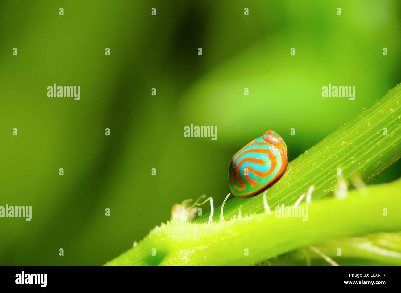 Close up Coccinelle bleu exotique avec une bande orange Banque D'Images