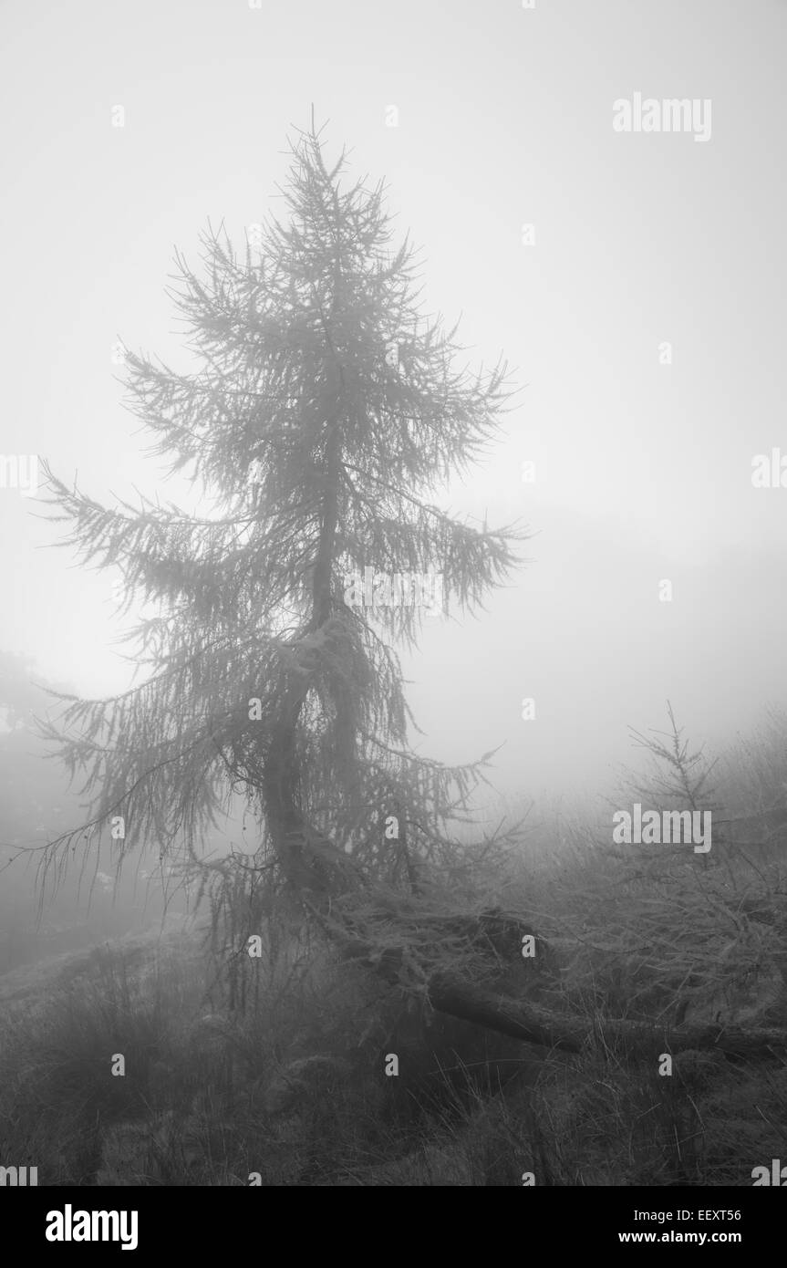 Un seul arbre Mélèze tortueux à travers la flexion et dans une brume atmosphérique. Banque D'Images