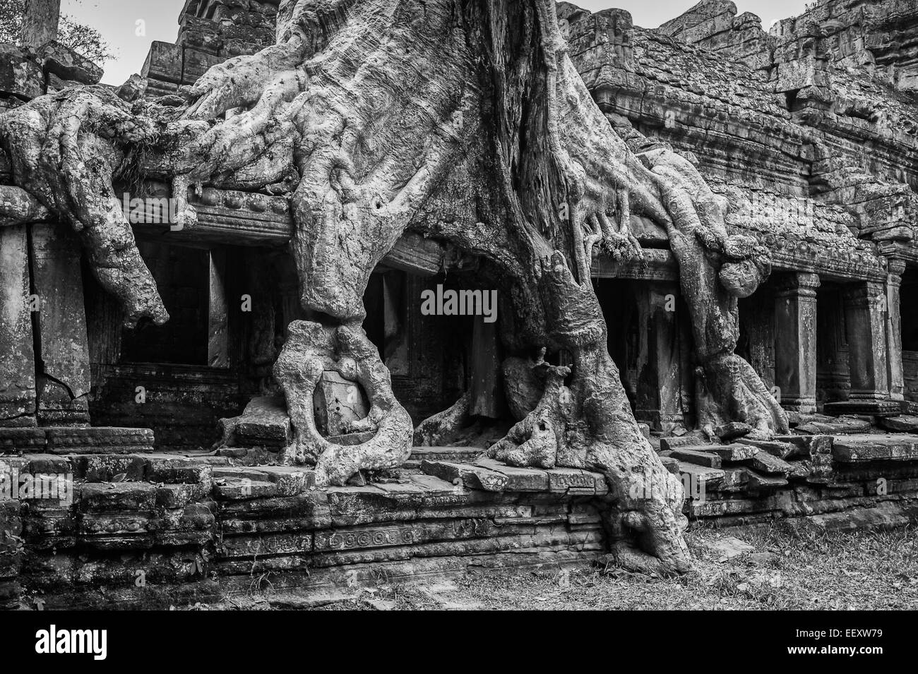 Racines de l'arbre massif à Pra Khan Jungle temple à Angkor Wat, au Cambodge - Noir et Blanc Banque D'Images