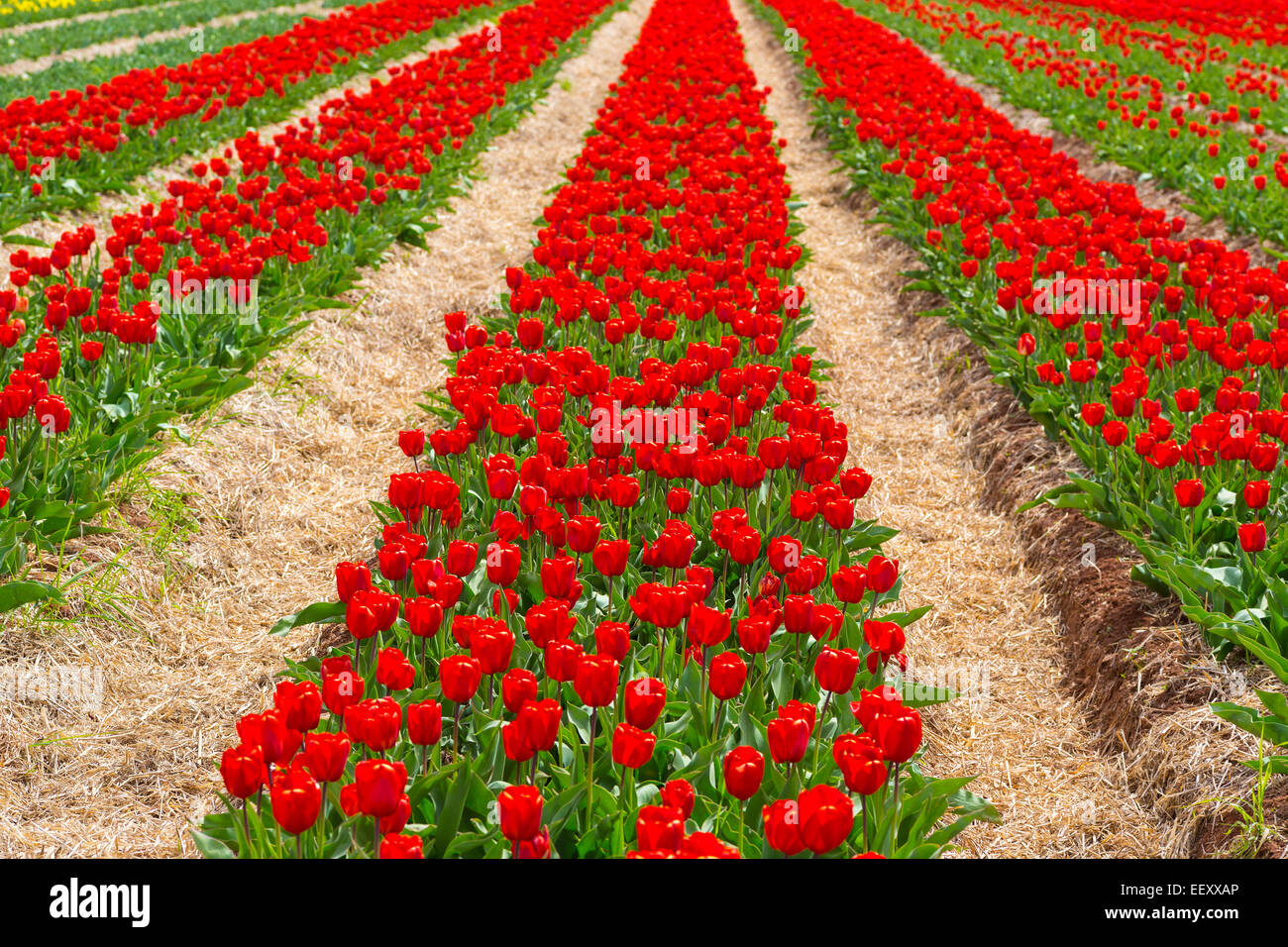 Domaine de tulipes rouges brillantes. Banque D'Images