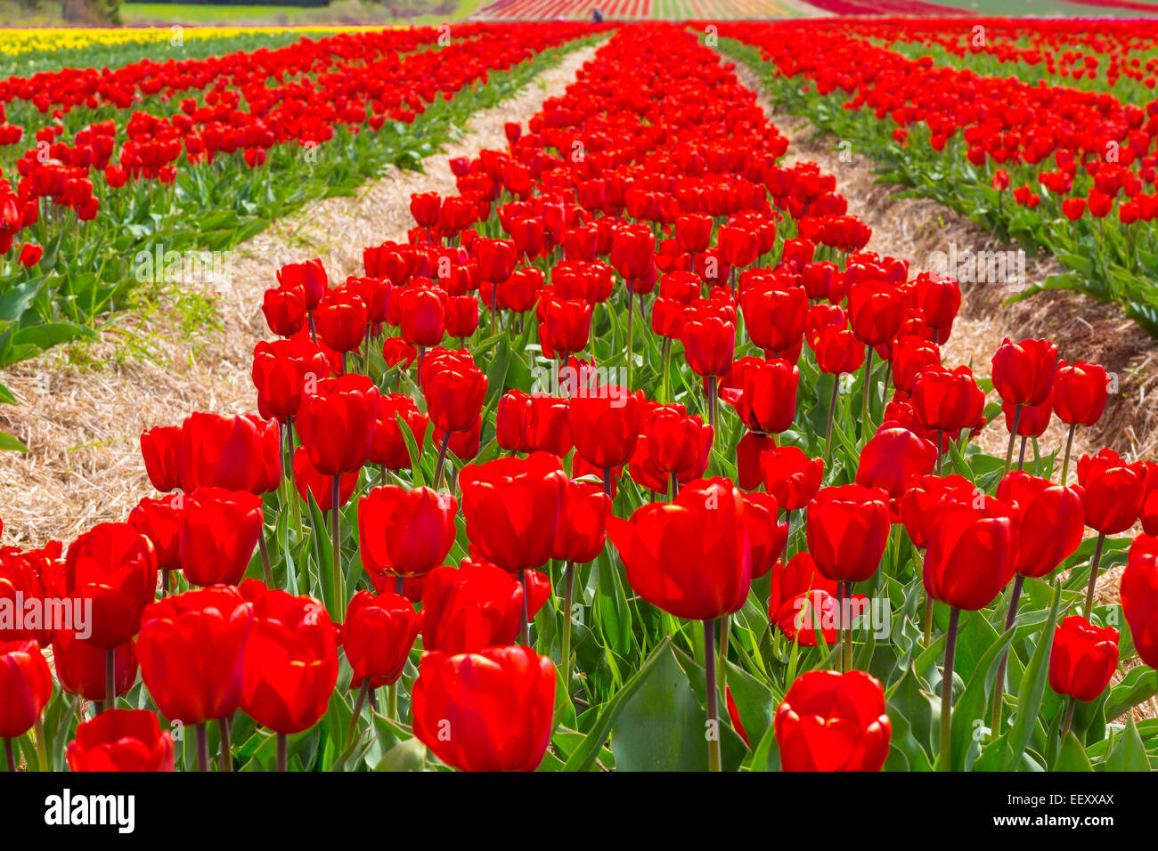 Domaine de tulipes rouges brillantes. Banque D'Images