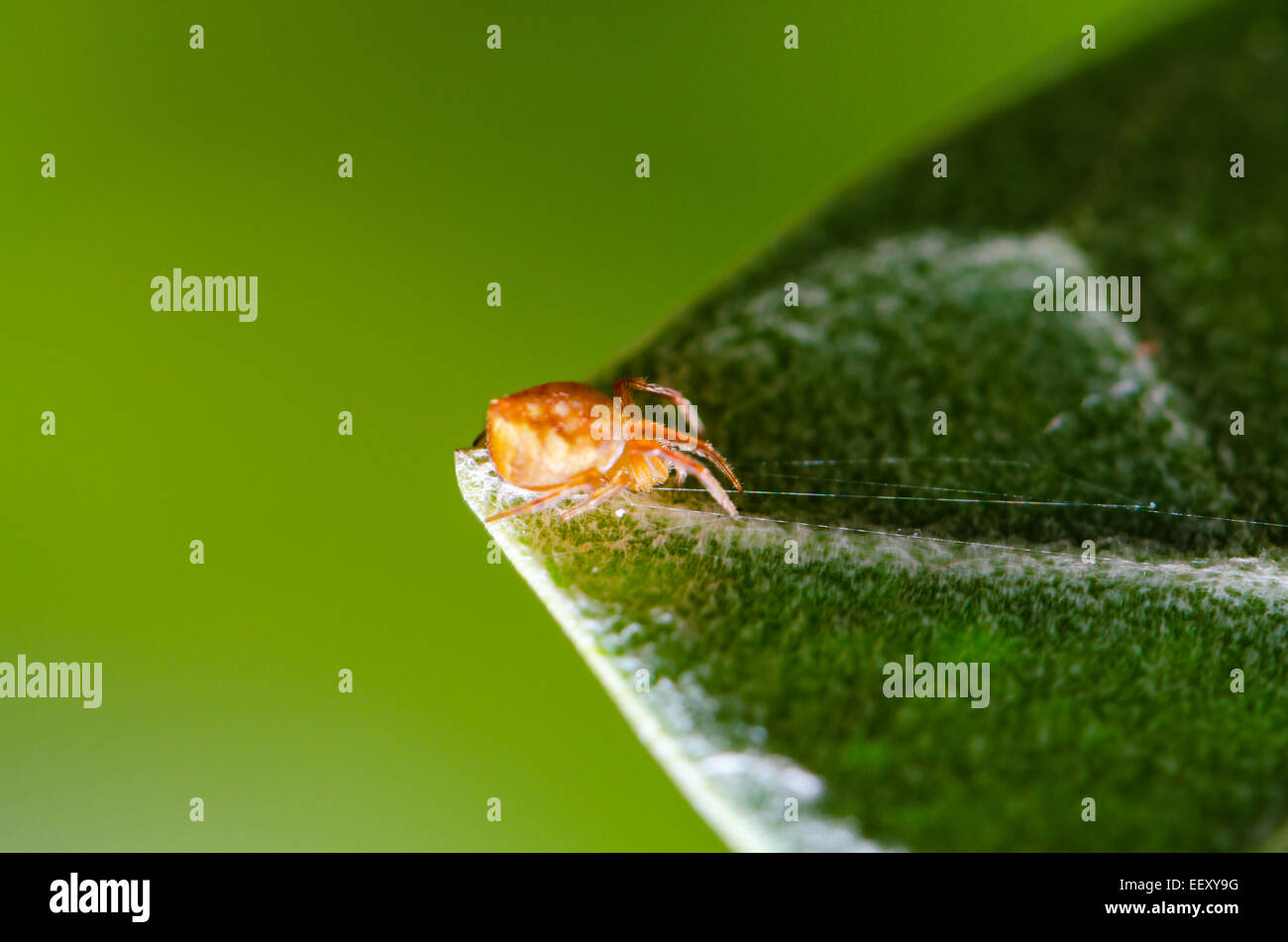 Thomisidae sur feuille verte au web pour attraper une proie Banque D'Images