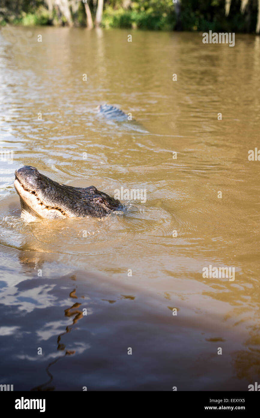 Marais de Louisiane , Terre , les zones humides du delta du fleuve Mississippi alligator .. Banque D'Images