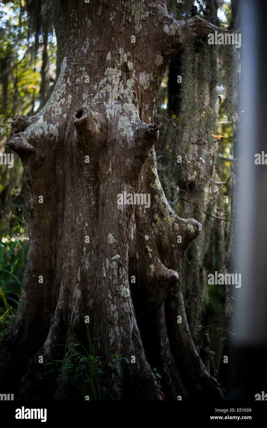 Marais de Louisiane , Terre , les zones humides du delta du fleuve Mississippi .. Banque D'Images