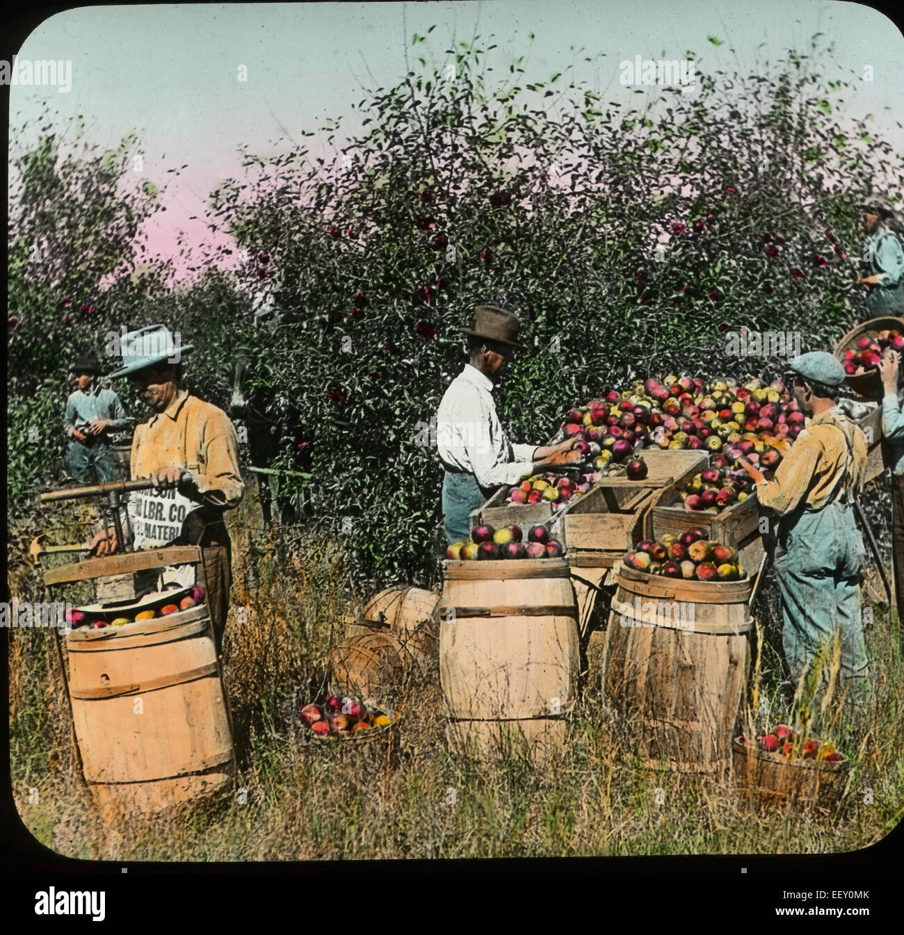 Cueillette des travailleurs, le tri et l'emballage des pommes en barils, région d'Apple d'Ozark, Missouri, Etats-Unis, Magic Lantern slide, vers 1910 Banque D'Images