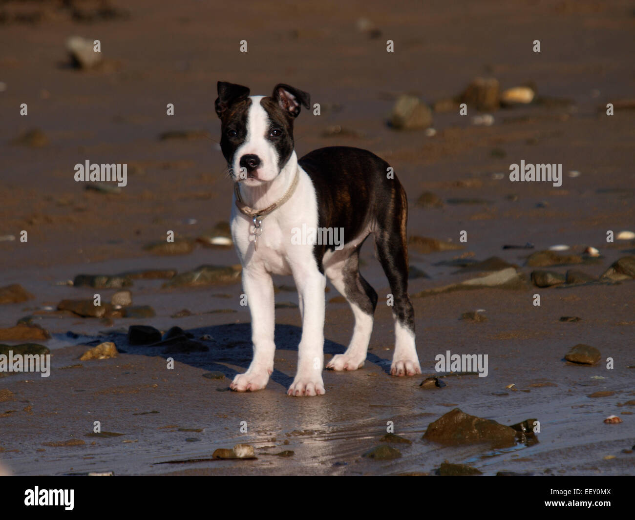 Chiot mignon à la plage, probablement un Staffordshire Bull Terrier cross, UK Banque D'Images