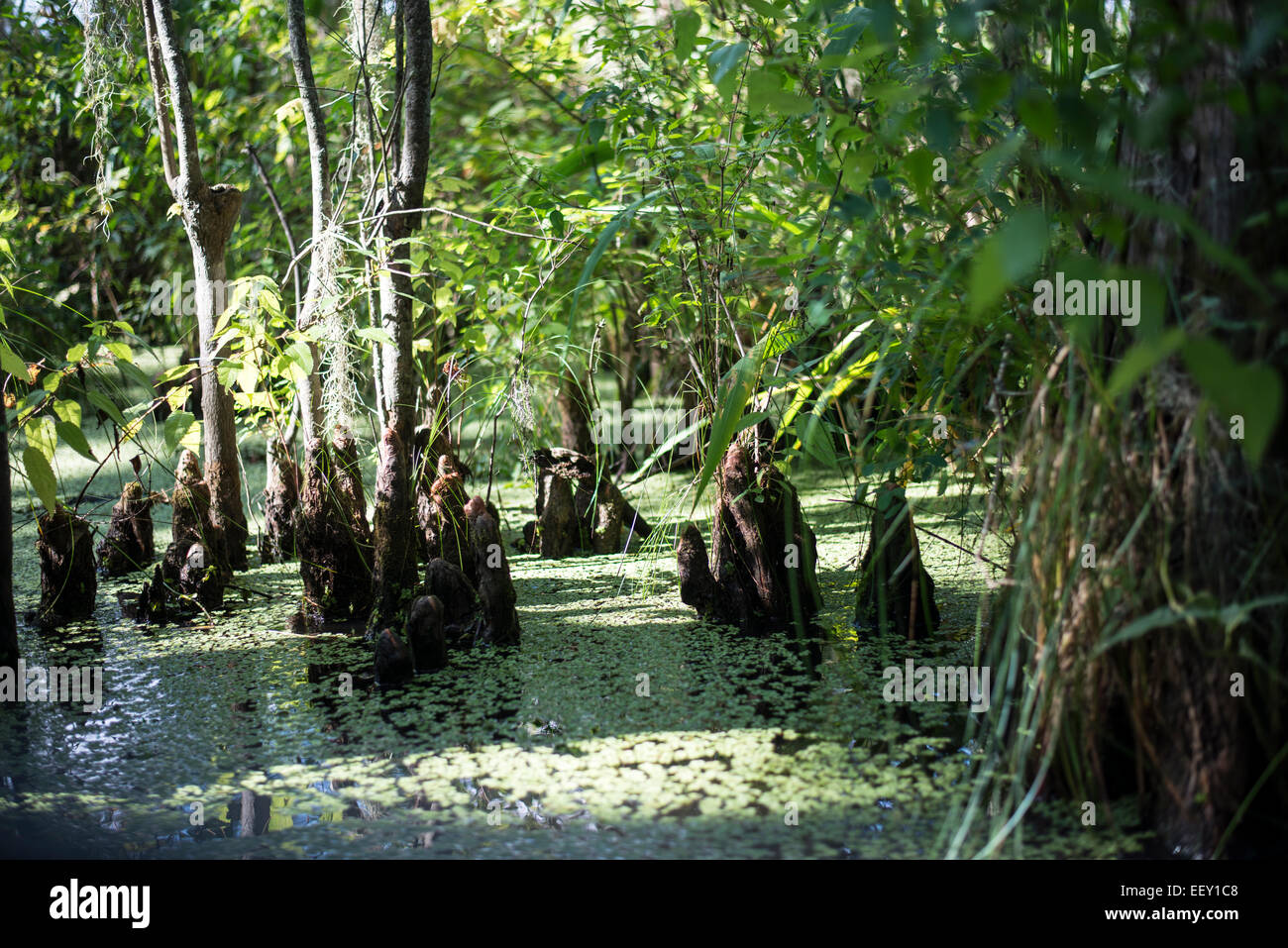 Marais de Louisiane , Terre , les zones humides du delta du fleuve Mississippi .. Banque D'Images