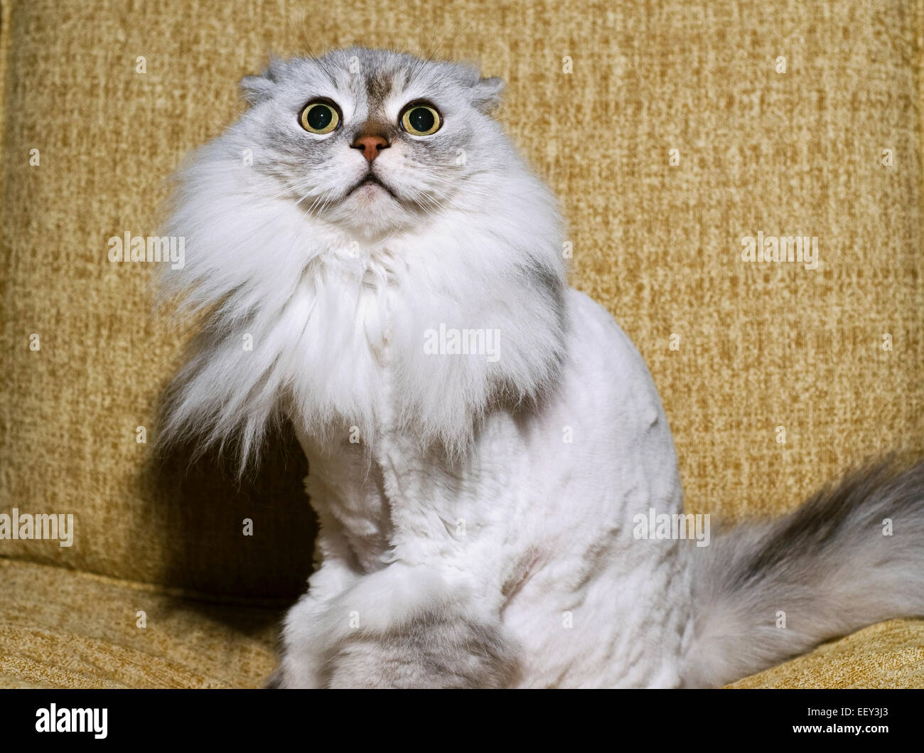 Coupe De Cheveux De Chat Banque De Photographies Et D Images A Haute Resolution Alamy