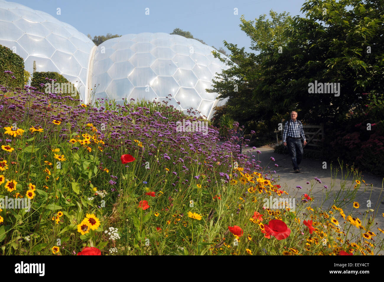 Septembre 2014 Le projet Eden près de St Austell, Cornwall. Pic Mike Walker, Mike Walker Images Banque D'Images
