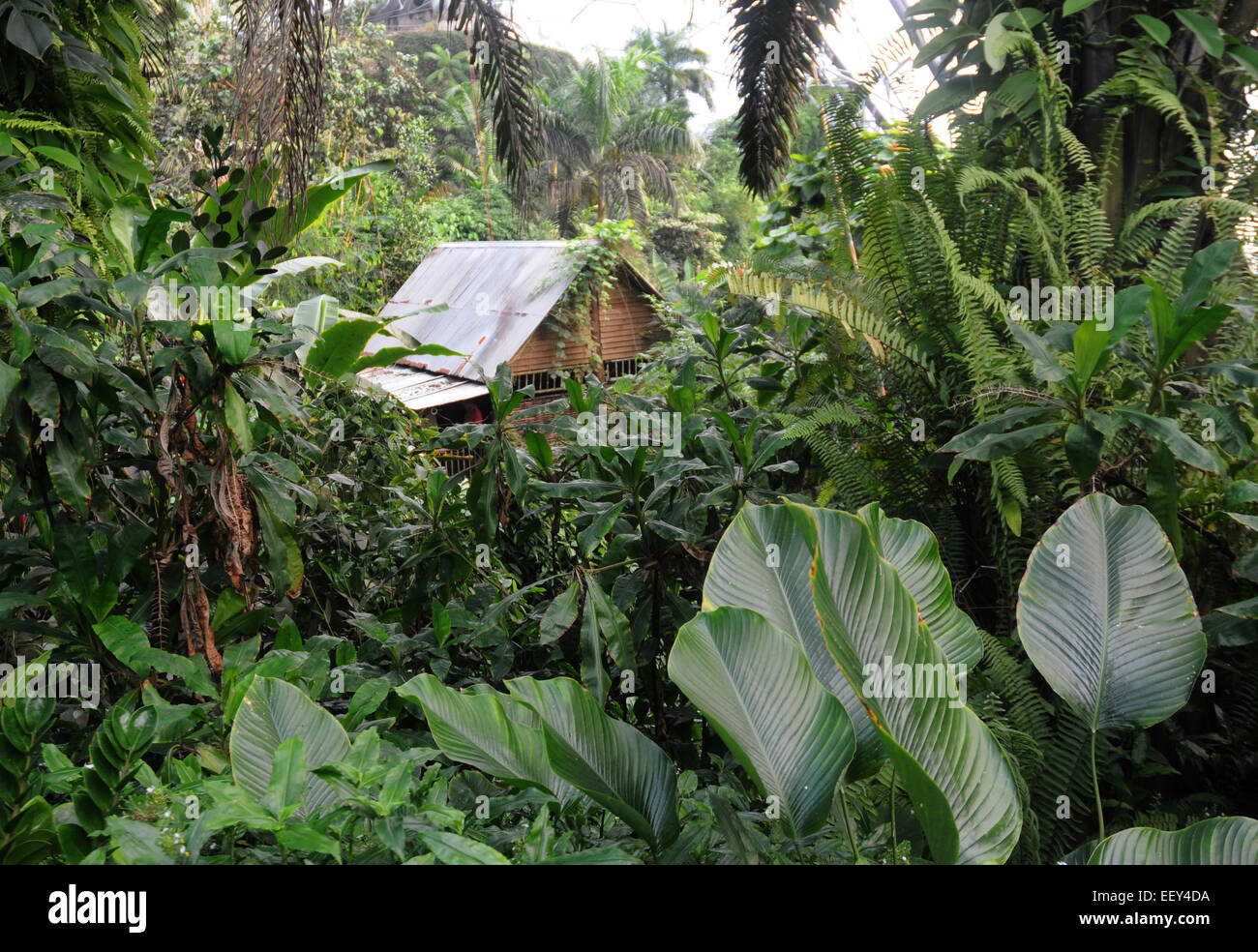 Septembre 2014 La forêt tropicale à l'Eden Project près de St Austell, Cornwall. Pic Mike Walker, Mike Walker Images Banque D'Images