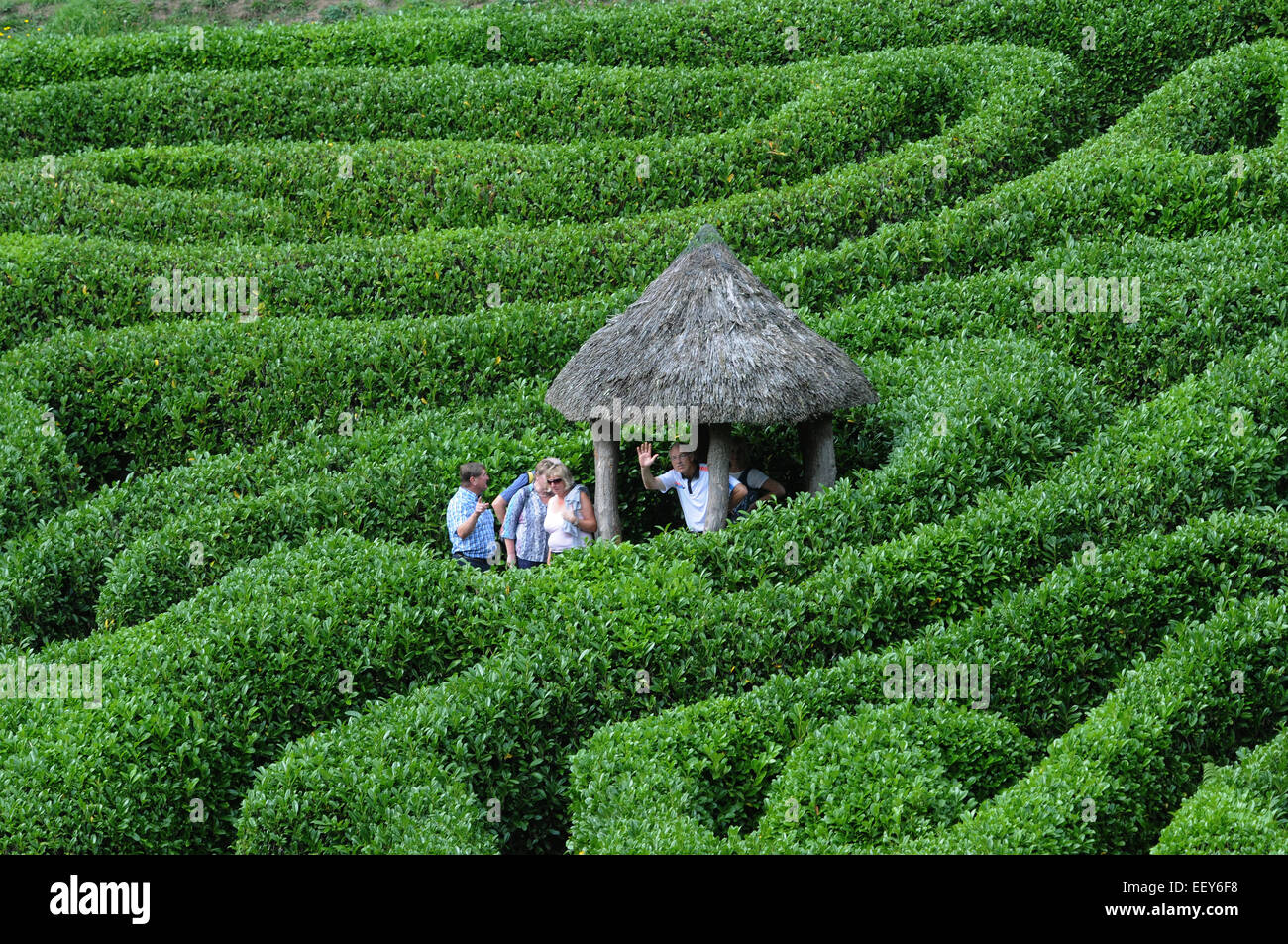 Septembre 2014 Le labyrinthe à l'du National Trust Gardens près de Glendurgan , Falmouth Cornwall. Pic Mike Walker, Mike Walker P Banque D'Images