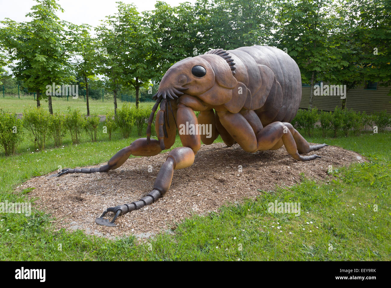 Tolk, Allemagne, modèle d'une brocante (Pulex irritans) Banque D'Images