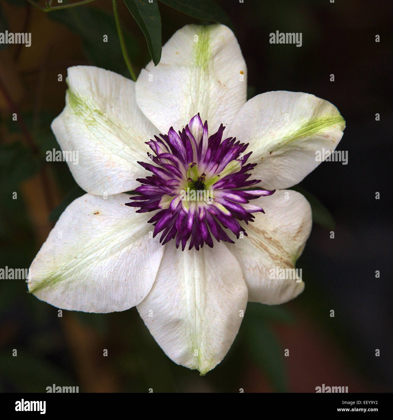 Belle fleur clematis white purple closeup Banque D'Images