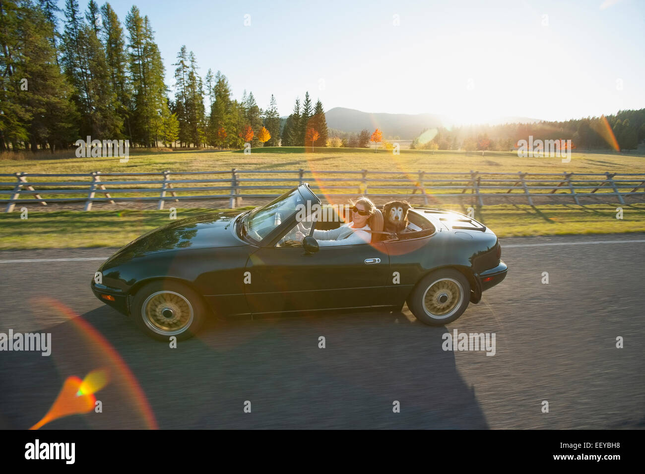 USA, Montana, femme au volant voiture décapotable avec chien sur banquette arrière Banque D'Images