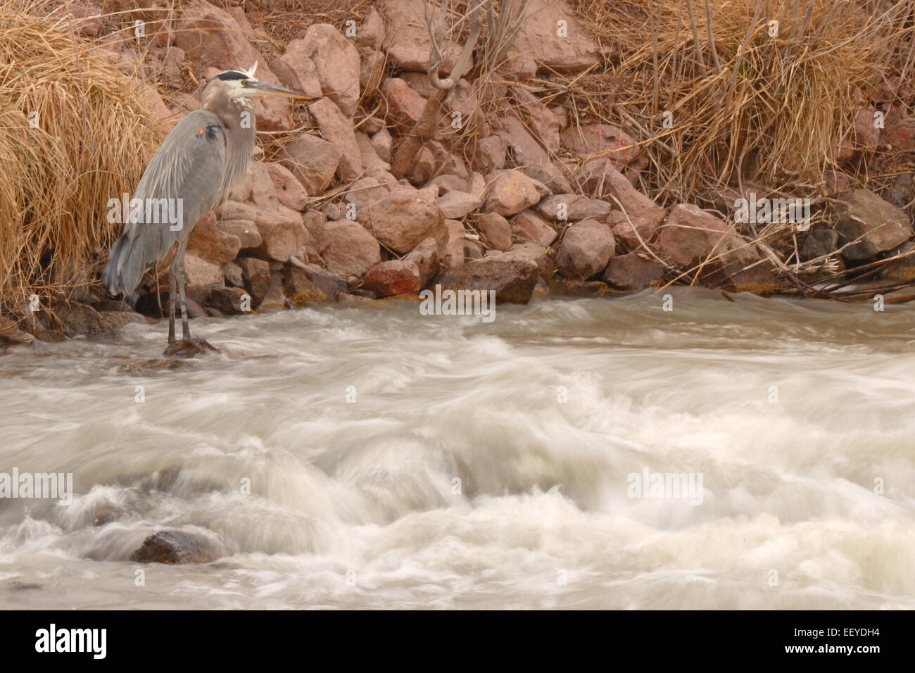Un Grand Héron en regardant l'eau se précipiter. Banque D'Images Un Grand Héron en regardant l'eau se précipiter. Banque D'Images