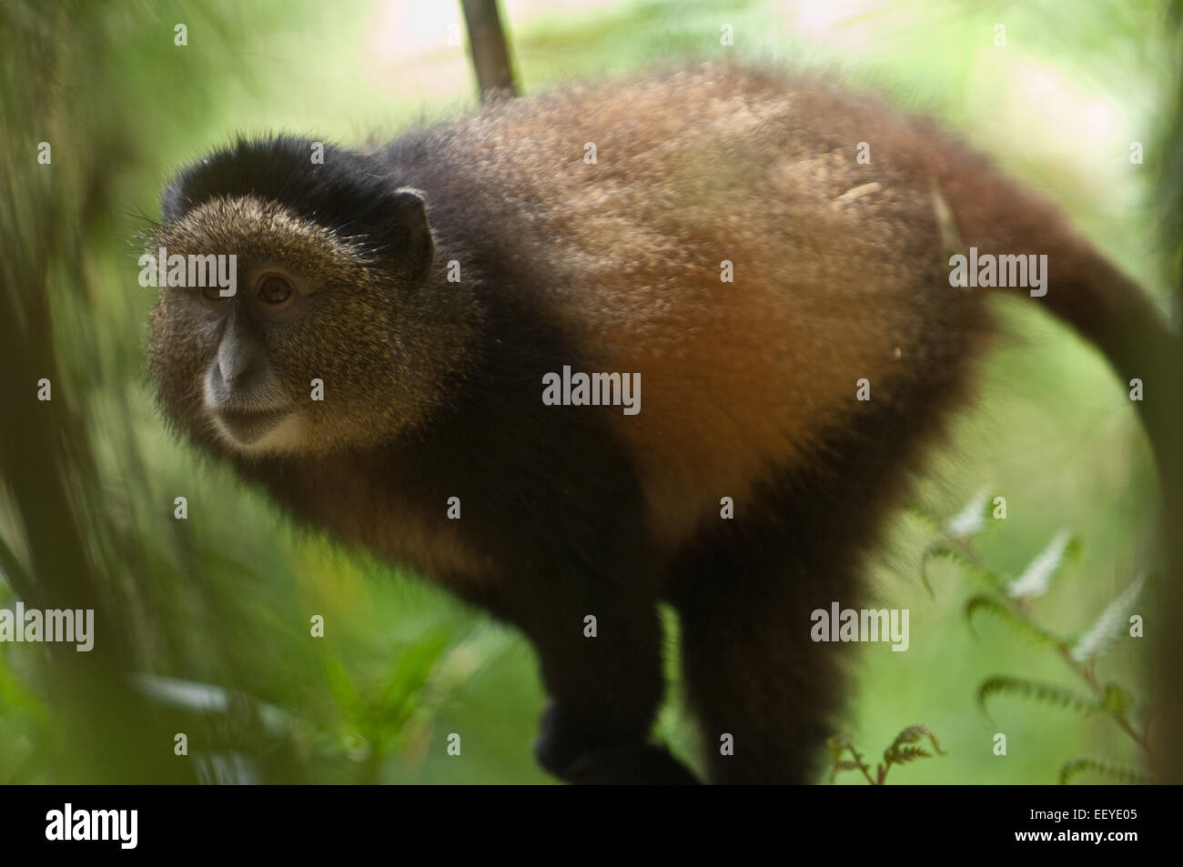 Golden Monkey dans la forêt de bambou le Parc National des Volcans au Rwanda Banque D'Images
