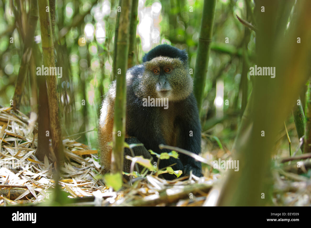 Golden Monkey dans la forêt de bambou le Parc National des Volcans au Rwanda Banque D'Images