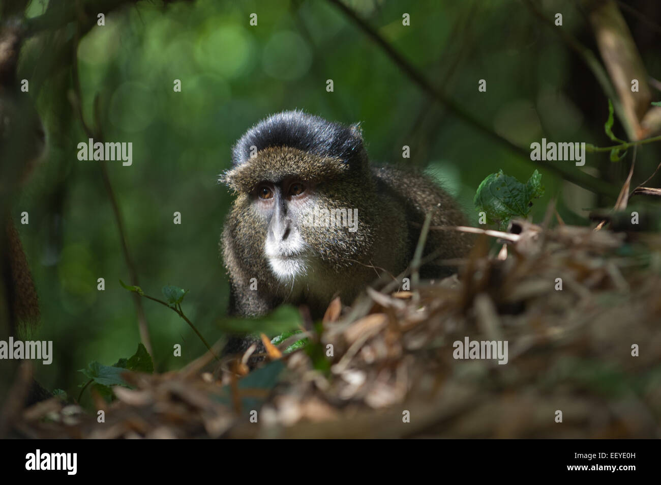 Golden Monkey dans la forêt de bambou le Parc National des Volcans au Rwanda Banque D'Images