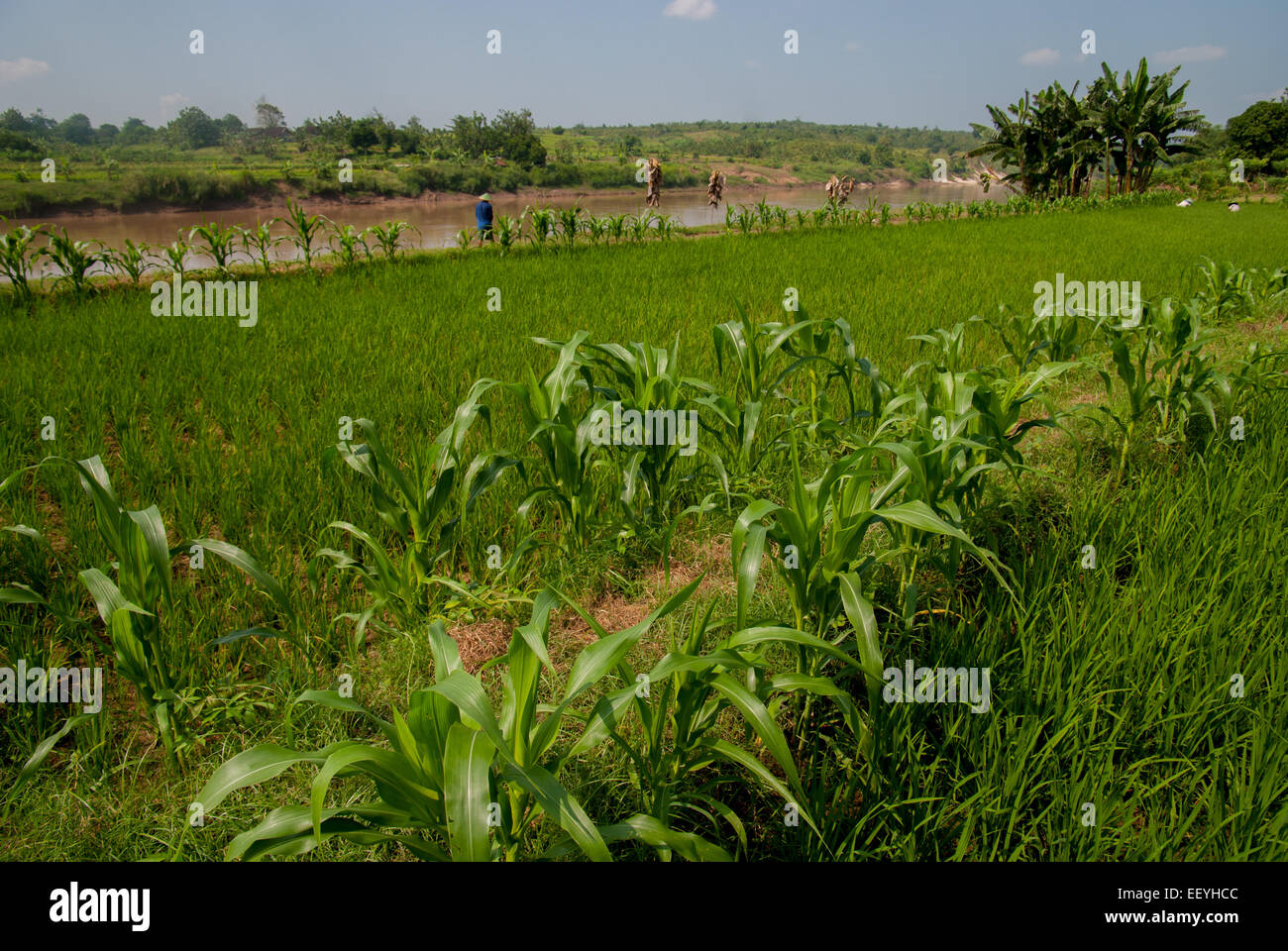 Rizières et champs de maïs en arrière-plan du fleuve Bengawan Solo dans le district de Kradenan, région de Blora regency, province de Java centrale, Indonésie. Banque D'Images