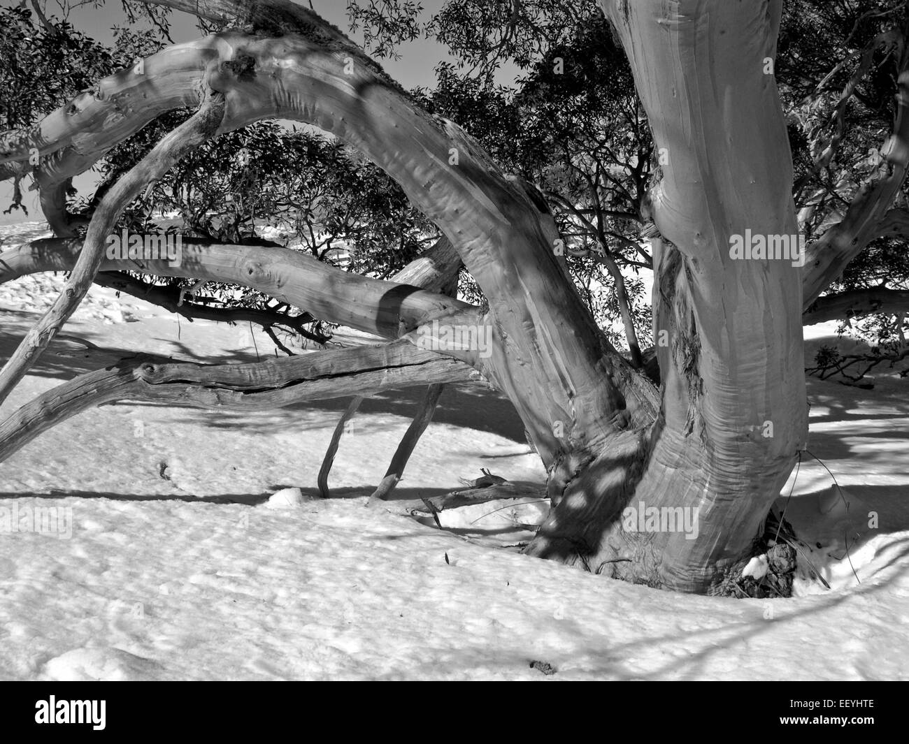 L'Australie : Snow gum, Perisher Valley, montagnes enneigées, EN IN Banque D'Images