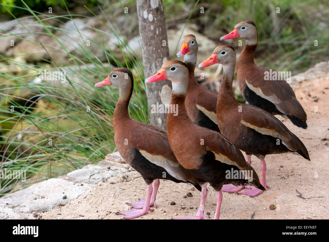 Black-bellied whistling duck, Dendrocygna autumnalis. Xel Ha Parc écologique, Riviera Maya, Yucatan, Mexique. Banque D'Images