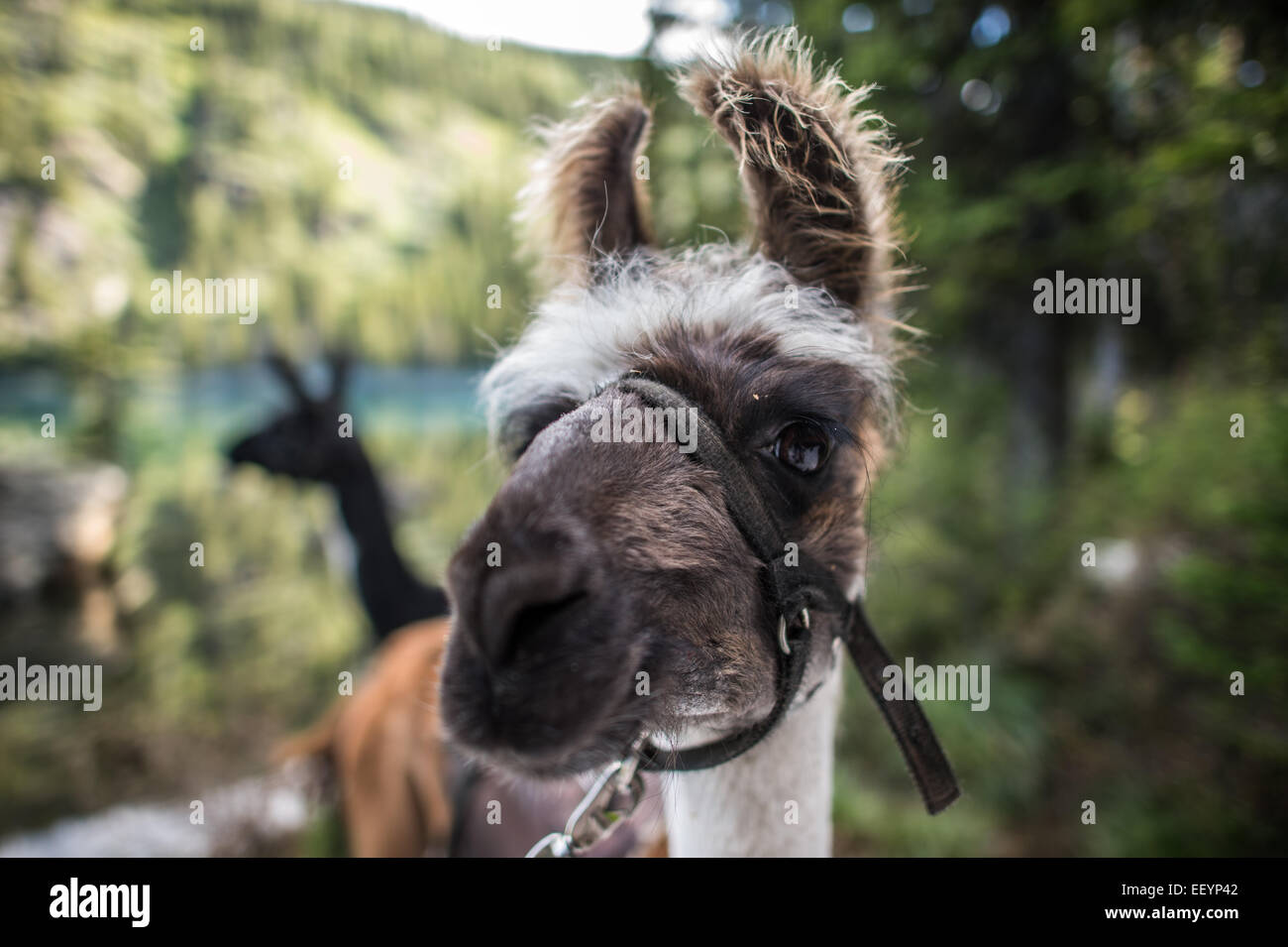 Bienvenue dans le monde étrange et merveilleux des lamas. Llama-trekking est une des nombreuses activités disponibles dans des régions éloignées de Montana. Ces belles créatures excentriques, ont la vue exceptionnelle qui, alliée à leur periscope-comme le cou, les rend idéales des gardes de sécurité. Forte et douce, calme et agile, les lamas sont le compagnon parfait pour un pack voyage. Avec leur pied rembourrée, de propreté, de nature calme et possibilité de naviguer sur une variété de végétation, les lamas n'ont pas plus d'impact dans le haut pays d'un cerf. Et d'alerte antigliss, ces belles autochtones andins tote pignon avec facilité t Banque D'Images