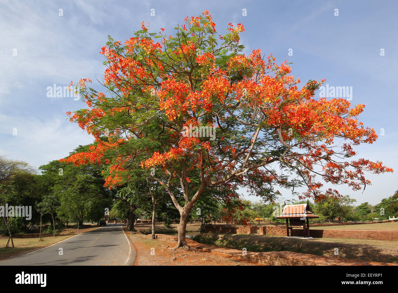 Royal Poinciana arbre au bord de la route Banque D'Images