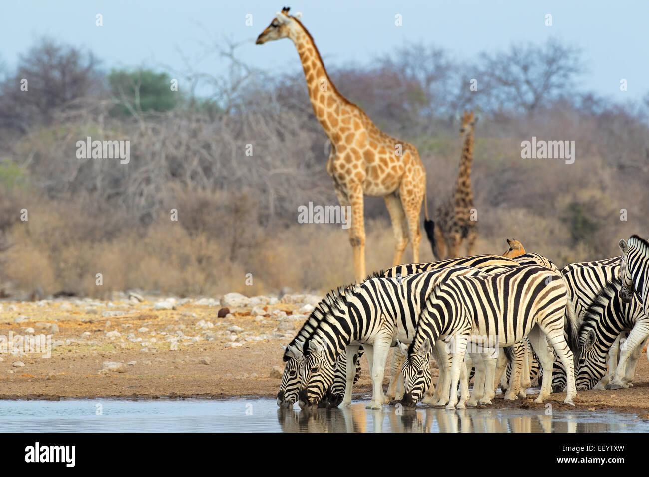 Les plaines (Burchell) zèbres et girafes à un étang, Etosha National Park, Namibie Banque D'Images
