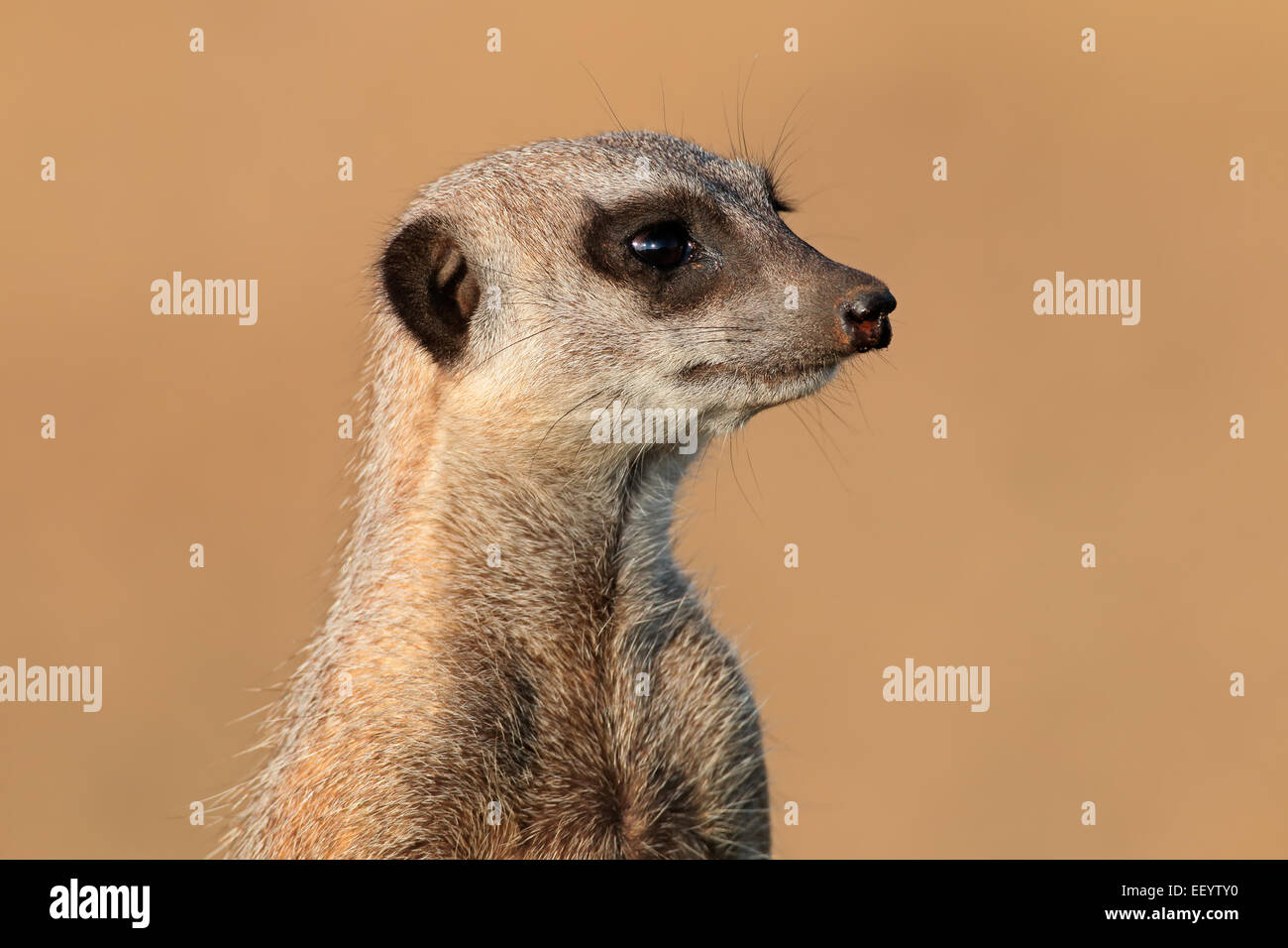 Portrait d'un meerkat (Suricata suricatta) on guard, Afrique du Sud Banque D'Images