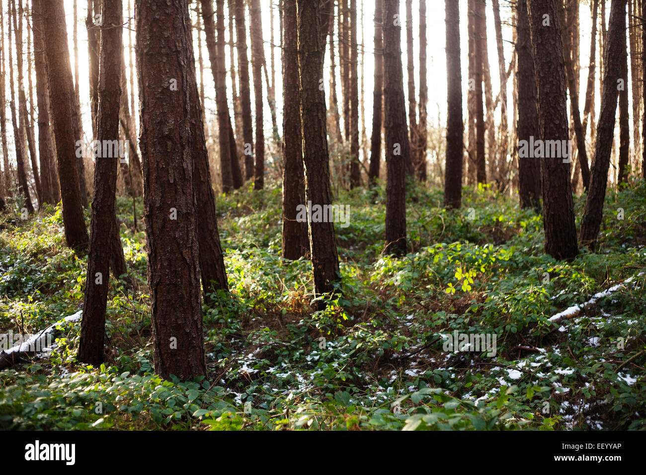 Soir du soleil brillant à travers une Commission forestière forêt de pins, dans le comté de Durham. Banque D'Images